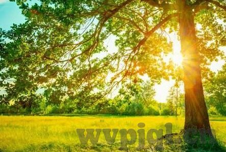 糖心app苹果下载-畅享创意乐园 —— 糖心App的苹果手机下载指南